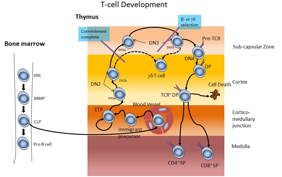In vitro cultivation of nonlymphoid thymic cells morphological and